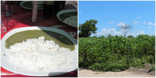 Matapa on left and Cassava plant on right